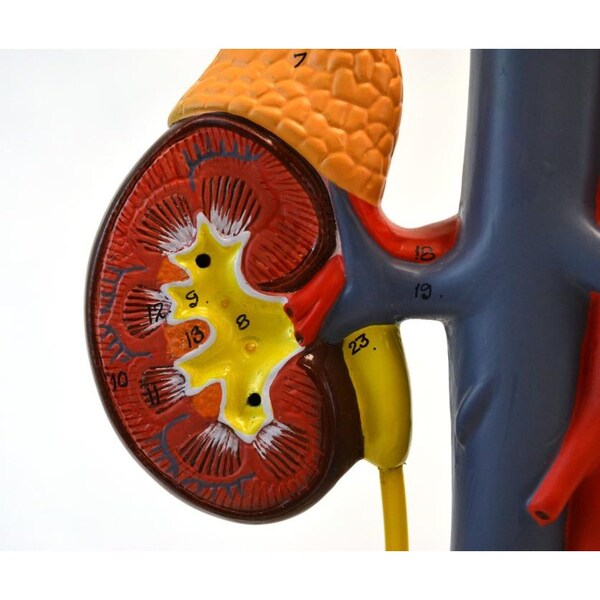 Eisco Scientific Male Urinary System Model, Life Size, Free Standing, 15 Inches Tall - AM0356