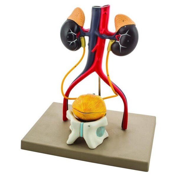 Eisco Scientific Male Urinary System Model, Life Size, Free Standing, 15 Inches Tall - AM0356