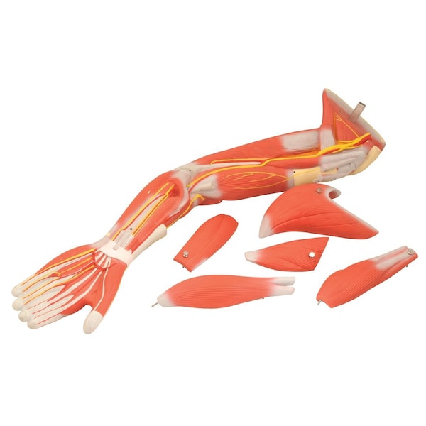 Eisco Scientific Model of Human Muscular Arm, 5 removable muscles, On Stand, 22" long - AM0276S