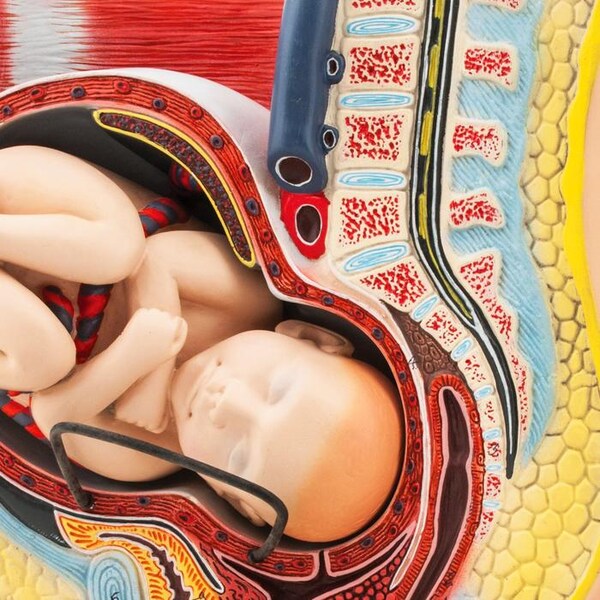 Eisco Scientific Eisco Human Pregnancy Pelvis Model with Removable Fetus - Hand Painted - AM0120