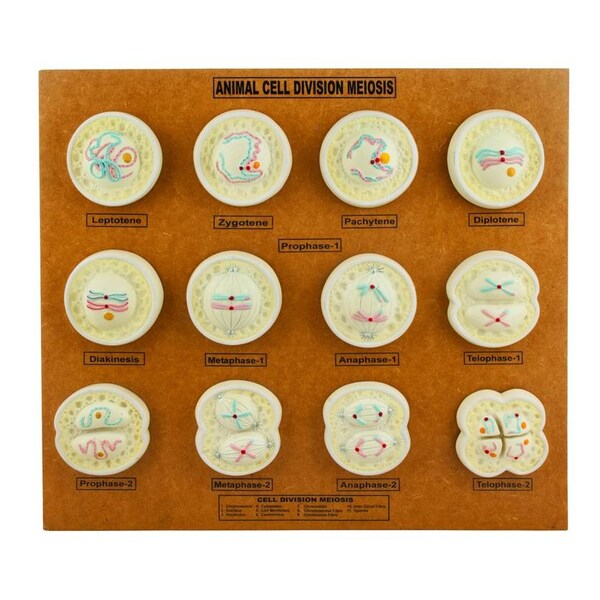 Eisco Scientific Eisco Animal Cell Meiosis Model - ZM0010