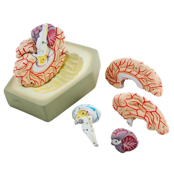 Eisco Scientific Life size Human Brain Model with Arteries - 8 parts with Stand - AM0019
