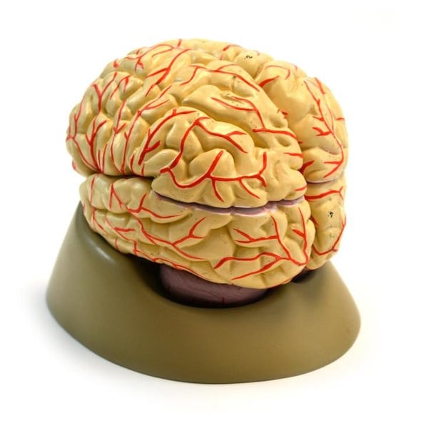 Eisco Scientific Life size Human Brain Model with Arteries - 8 parts with Stand - AM0019