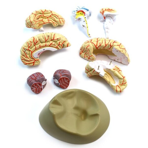 Eisco Scientific Life size Human Brain Model with Arteries - 8 parts with Stand - AM0019
