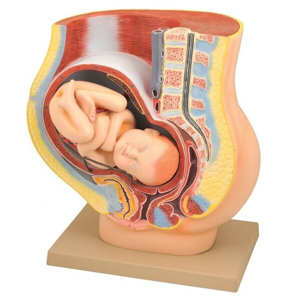 Eisco Scientific Eisco Labs Model, Human Female Pelvis, Pregnancy with Fetus - AM120AS