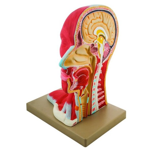 Eisco Scientific Human Head Anatomical Model, Median Section, Life Size, 12" Height - AM0025AHM