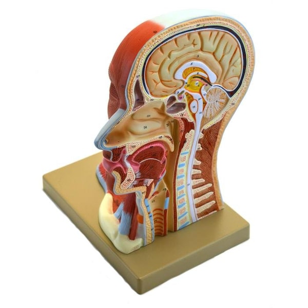 Eisco Scientific Human Head Anatomical Model, Median Section, Life Size, 12" Height - AM0025AHM