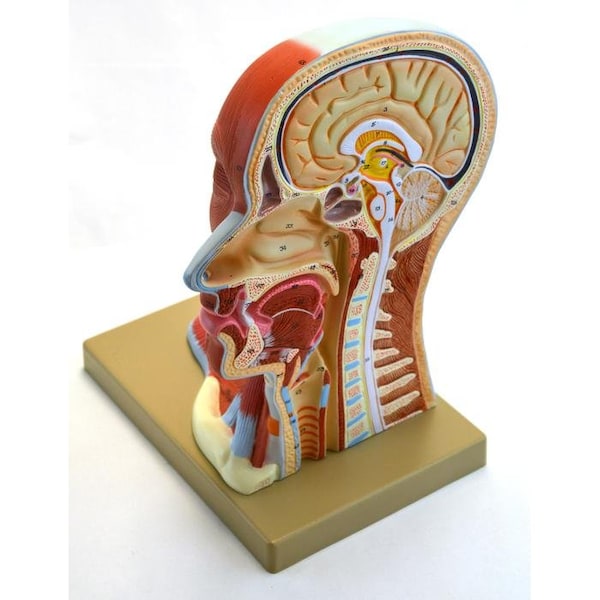 Eisco Scientific Human Head Anatomical Model, Median Section, Life Size, 12" Height - AM0025AHM