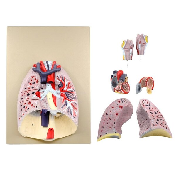 Eisco Scientific Eisco Labs Advanced Heart and Lung Model, 7 Parts - AM0068B