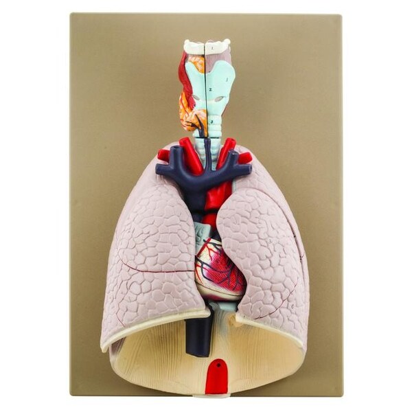 Eisco Scientific Eisco Labs Advanced Heart and Lung Model, 7 Parts - AM0068B