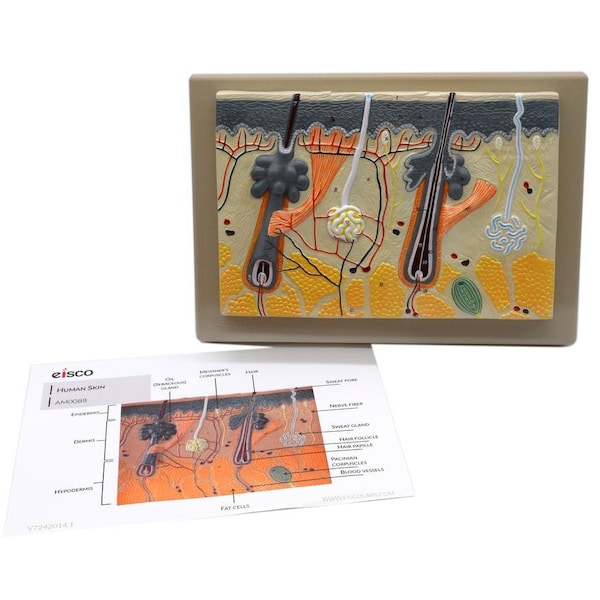 Eisco Scientific Human Skin Model, 70x Enlarged: Mounted on Base, 13"x9" - AM0088