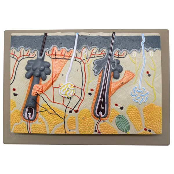 Eisco Scientific Human Skin Model, 70x Enlarged: Mounted on Base, 13"x9" - AM0088