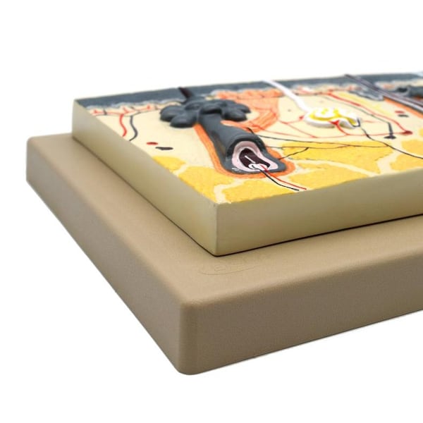 Eisco Scientific Human Skin Model, 70x Enlarged: Mounted on Base, 13"x9" - AM0088