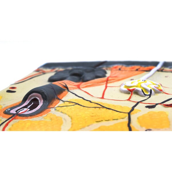 Eisco Scientific Human Skin Model, 70x Enlarged: Mounted on Base, 13"x9" - AM0088