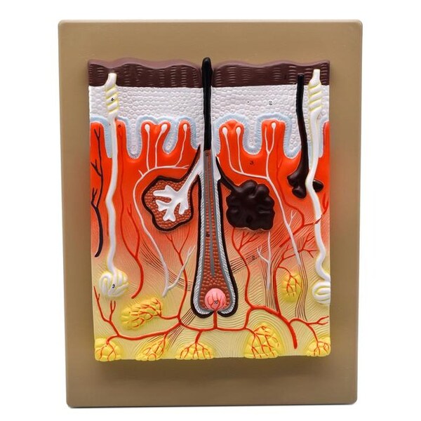 Eisco Scientific Human Skin Model, 300x Enlarged, Mounted on Base, 13"x10" - AM0318