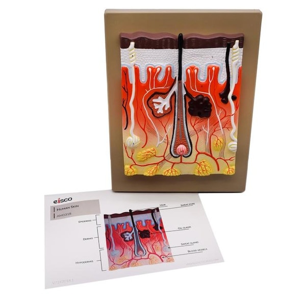 Eisco Scientific Human Skin Model, 300x Enlarged, Mounted on Base, 13"x10" - AM0318
