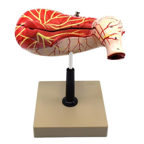 Eisco Scientific Human Stomach Model, 2 Parts, 3-D, Sectional View, Mounted, 5"x5"x7.5" - AM0085