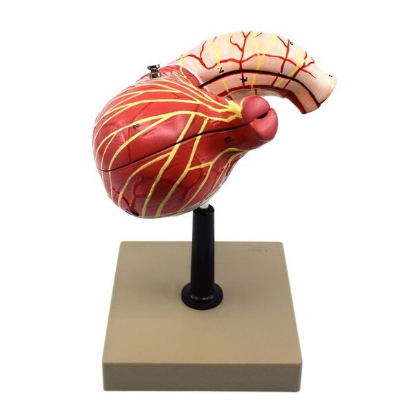 Eisco Scientific Human Stomach Model, 2 Parts, 3-D, Sectional View, Mounted, 5"x5"x7.5" - AM0085