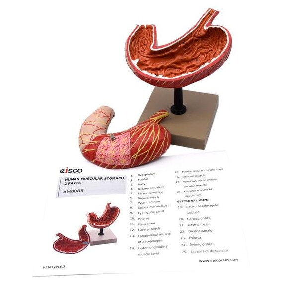 Eisco Scientific Human Stomach Model, 2 Parts, 3-D, Sectional View, Mounted, 5"x5"x7.5" - AM0085