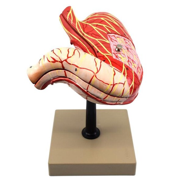 Eisco Scientific Human Stomach Model, 2 Parts, 3-D, Sectional View, Mounted, 5"x5"x7.5" - AM0085