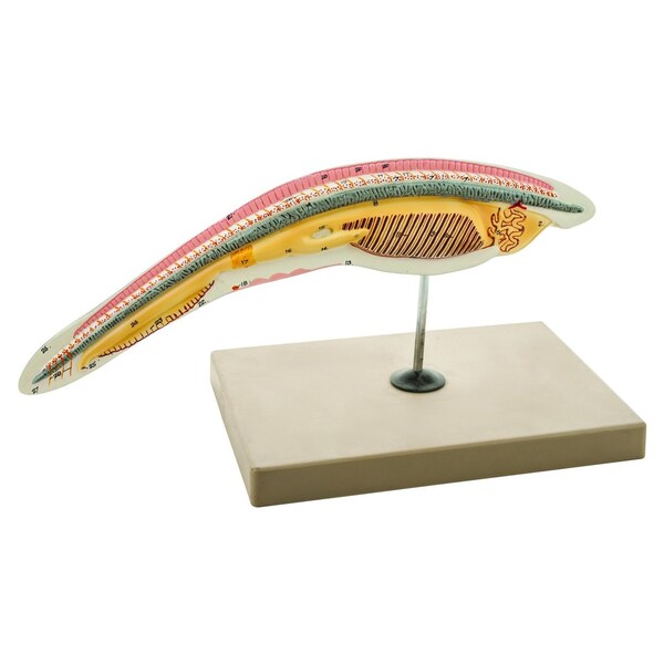 Eisco Scientific Eisco Labs Amphioxus / Lancelet Enlarged 150 Times - Hand Painted - ZM0046