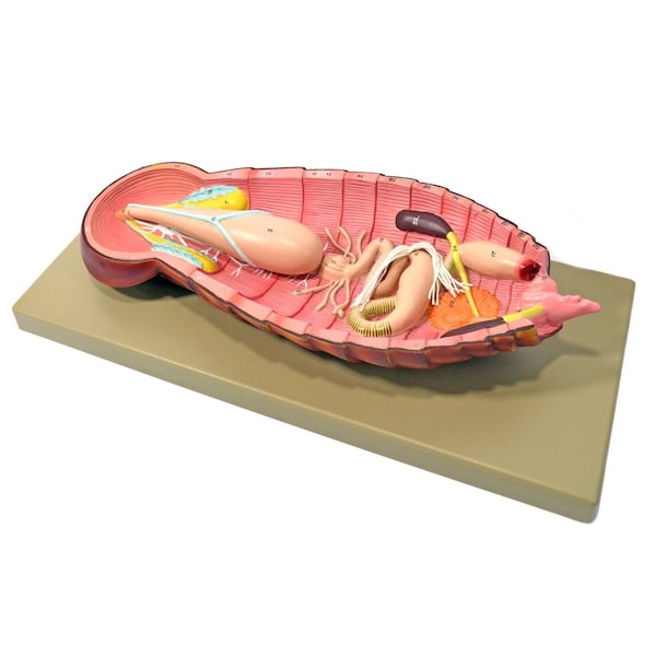 Eisco Scientific Model Cockroach Dissection: Shows All Internal Parts w/English Keycard - ZM0044