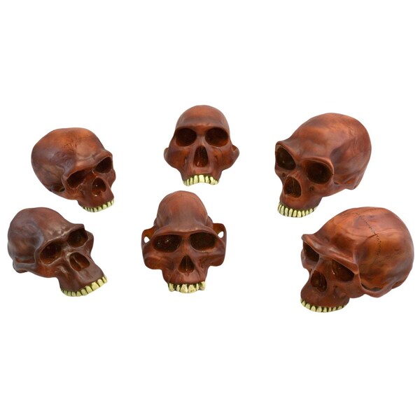 Eisco Scientific Prehistoric Skull Replicas - Set of 6, Neanderthal Cranium etc., 10" - AM0127PMS