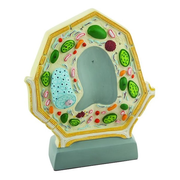 Eisco Scientific Plant Cell Model, Free Standing - 10.5" x 8.5", Greatly Magnified - BM0009