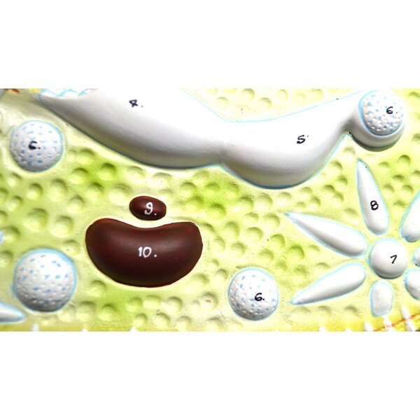 Eisco Scientific Eisco Labs Paramecium Model, Greatly Magnified (Model 11" X 4" X 1") - ZM0034
