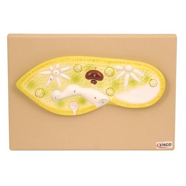 Eisco Scientific Eisco Labs Paramecium Model, Greatly Magnified (Model 11" X 4" X 1") - ZM0034