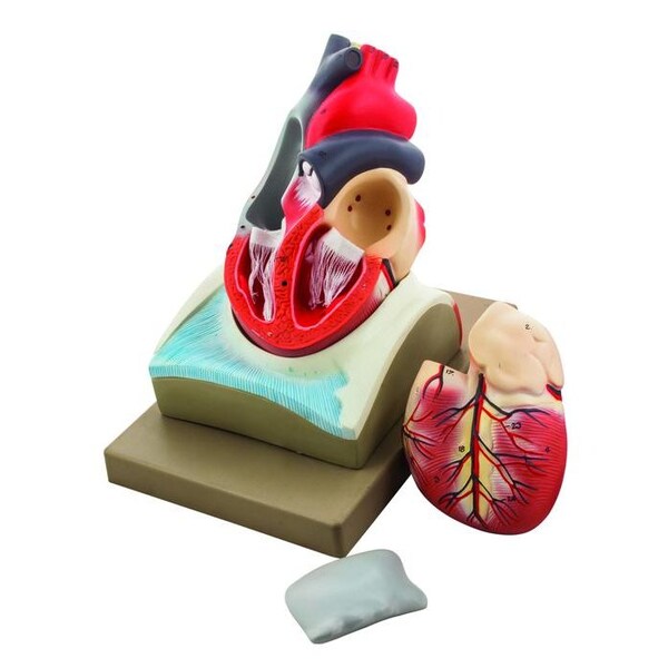 Eisco Scientific Human Heart Model, Larger than Life Size (8" in height), On Diaphragm - AM0074