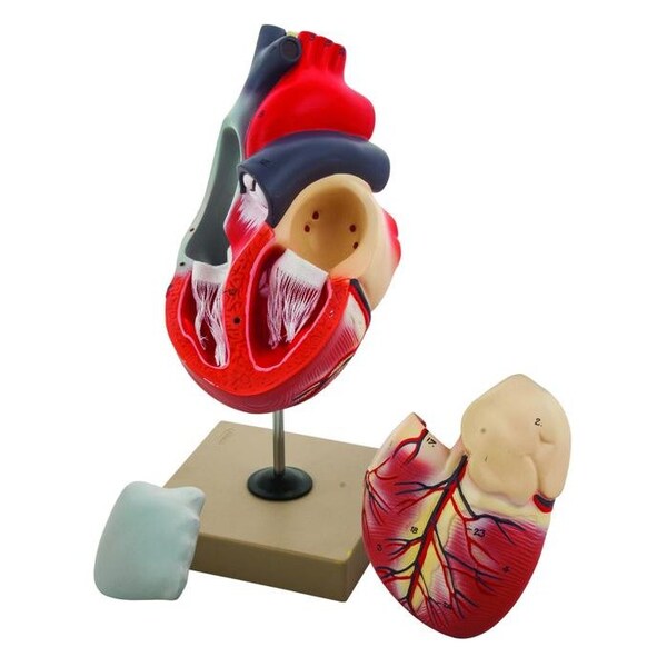 Eisco Scientific Eisco Labs Human Heart Model, 2x Life Size, 3 Part, 12" Tall - AM0076