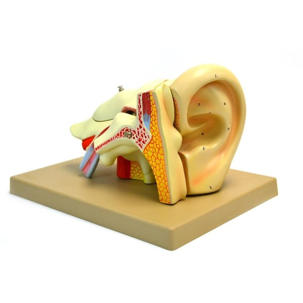 Eisco Scientific Model, Human Ear, 5 Parts, 4x life size - AM42AS