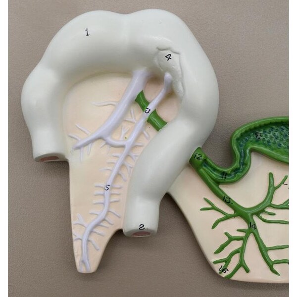 Eisco Scientific Human Pancreatic Duct Model, 3-D, Mounted on Base, 10"x7" - AM0330