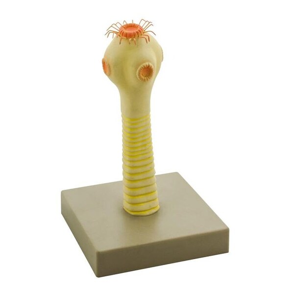 Eisco Scientific Eisco Labs Model Pork Tapeworm Head - ZM0028
