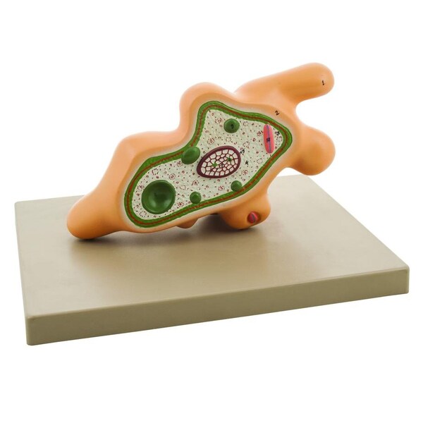 Eisco Scientific Amoeba Proteus Model on base, enlarged 1000 times, pseudopod extended - ZM0015A