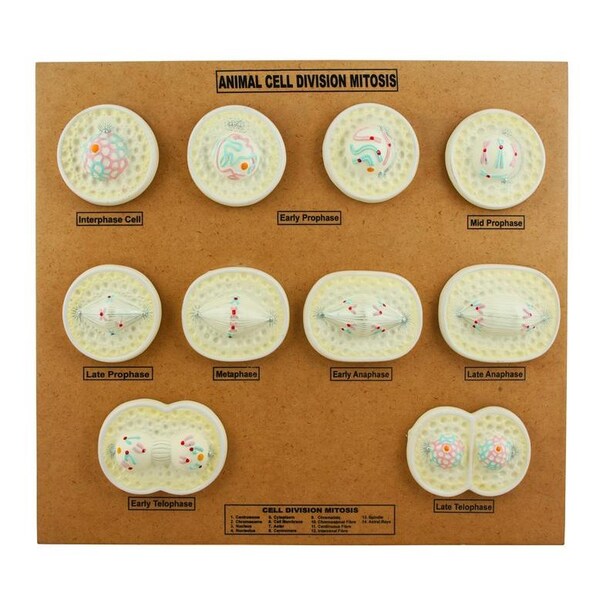 Eisco Scientific Eisco Animal Cell Mitosis Model - ZM0006