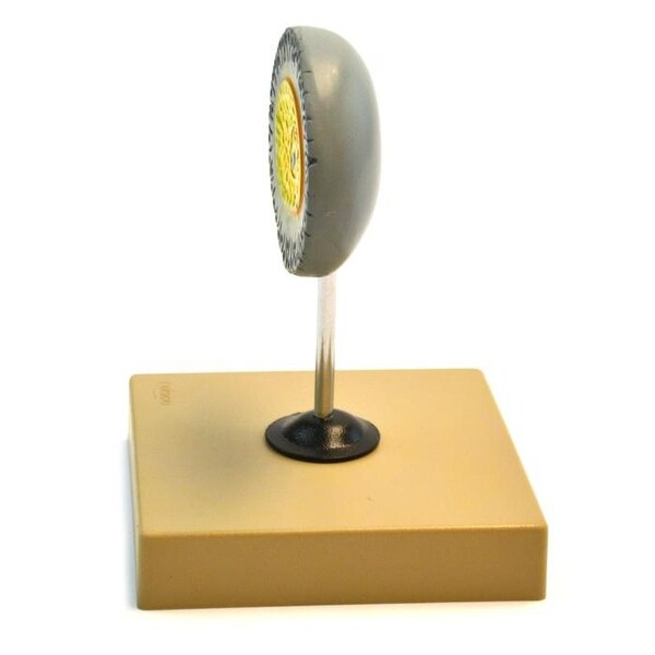 Eisco Scientific Eisco Labs Model of Human Female Egg - 6.5" tall on 5"x 5" base - AM0115B