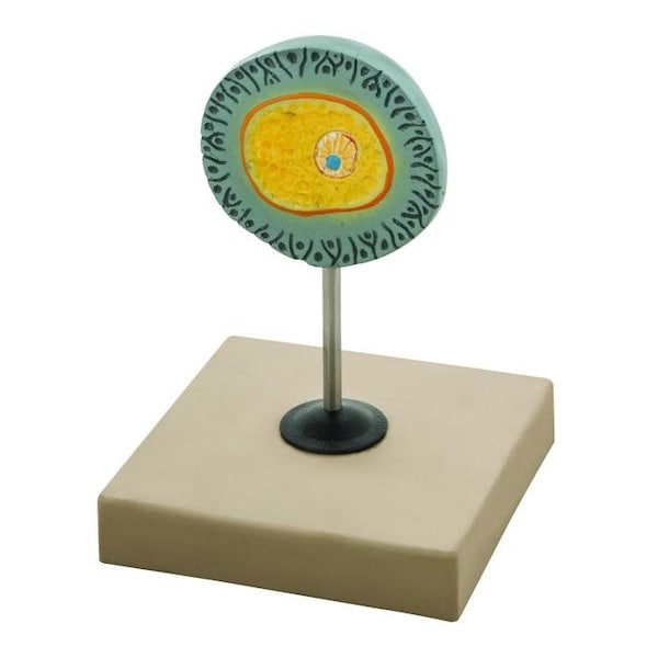Eisco Scientific Eisco Labs Model of Human Female Egg - 6.5" tall on 5"x 5" base - AM0115B