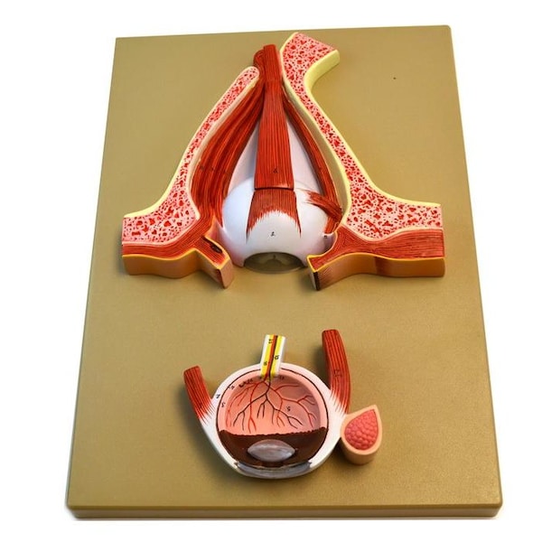 Eisco Scientific Eisco Labs Human Eye 5 Times - Sagittal cutaway model / Cross section - AM0037