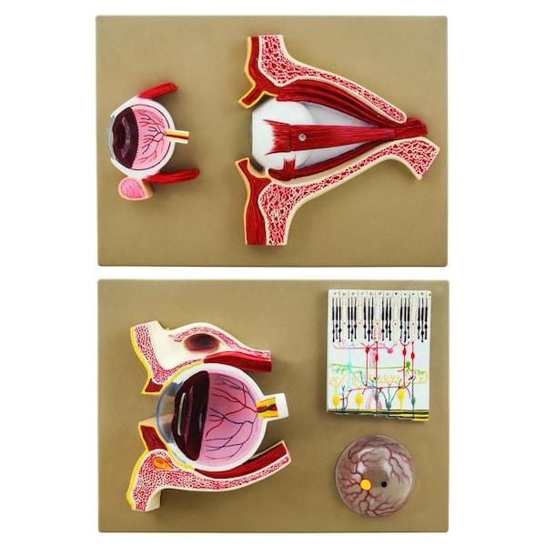 Eisco Scientific Eisco Labs Human Eye 5 Times - Sagittal cutaway model / Cross section - AM0037