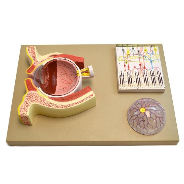 Eisco Scientific Eisco Labs Human Eye 5 Times - Sagittal cutaway model / Cross section - AM0037