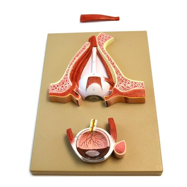 Eisco Scientific Eisco Labs Human Eye 5 Times - Sagittal cutaway model / Cross section - AM0037