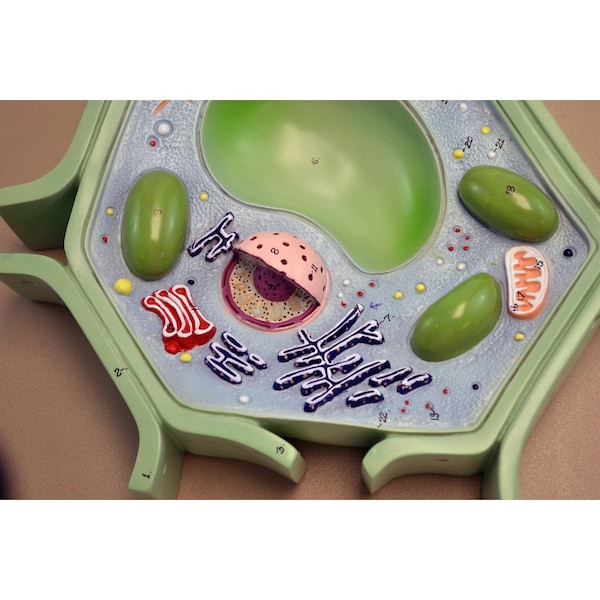 Eisco Scientific Eisco Labs Plant Cell Model on base, 11.5" X 10" X 2" - BM0114A
