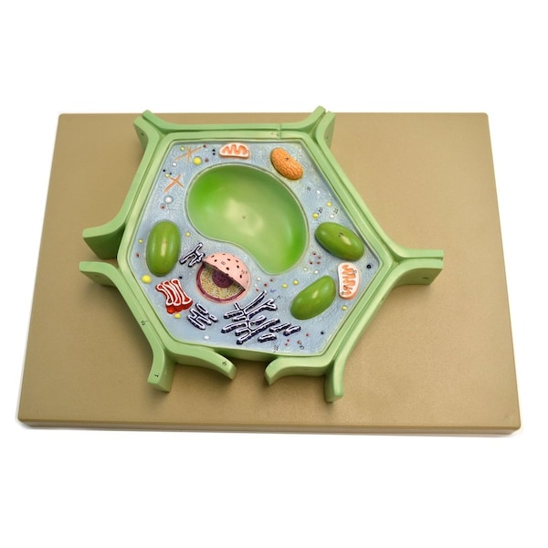 Eisco Scientific Eisco Labs Plant Cell Model on base, 11.5" X 10" X 2" - BM0114A