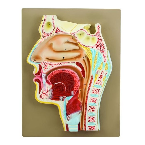 Eisco Scientific Human Nose Anatomical Model, Longitudinal Section, 2xLife Size, 12" Ht - AM0024