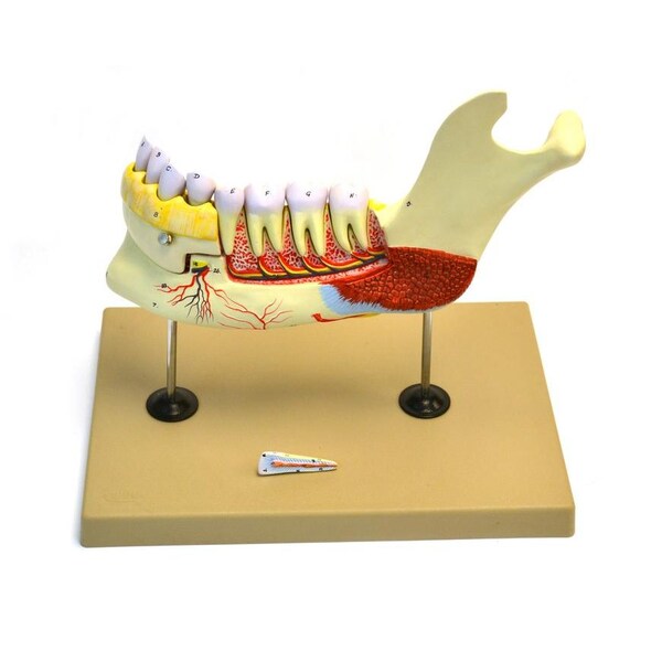 Eisco Scientific Lower Human Jaw Model - 5 times Life size - AM234AS