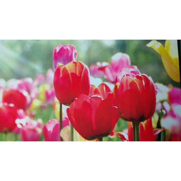 H2H DM 71 Tulips Non Slip Indoor Door Mat, 27 x 18 in. - H22845010