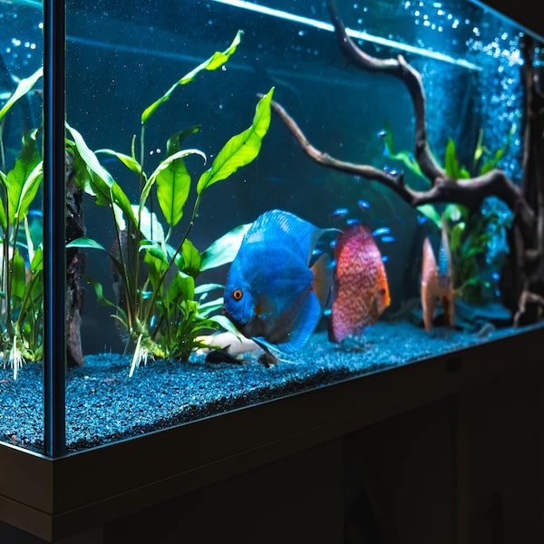 Krakenbond Krakenbond Aquarium Silicone, Non Toxic, %100 Silicone, 10.1 fl. oz, Clear, 12PK - KR102YASS-12