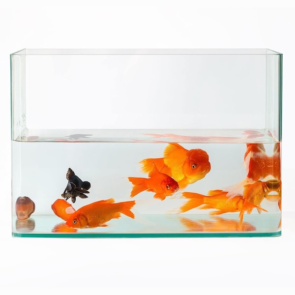 Krakenbond Krakenbond Aquarium Silicone, Non Toxic, %100 Silicone, 10.1 fl. oz, Clear, 12PK - KR102YASS-12